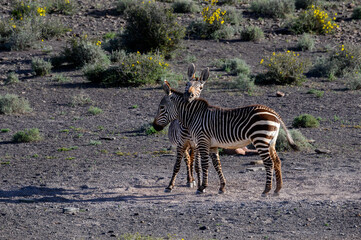 Fototapeta na wymiar Two Cape Mountain Zebra bonding as one places his head on the back of the other