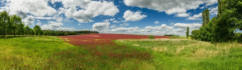 Fotobehang panorama view on country side with red clover field © Petr