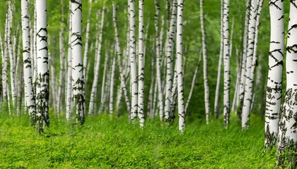 Poster White birch trees in the forest in summer © Uranzaya