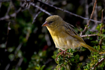 Female Southern Masked Weaver perching close to the nest
