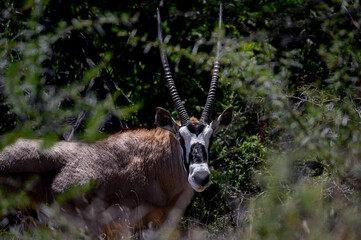 Oryx standing in the scant riverine scrub