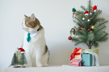 scottish cat wear green necktie sit on white table with christmas tree gift box and ornament decorate background