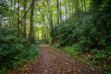 Trail in the Great Smoky Mountains National Park in North Carolina