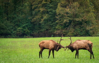Elk in Great Smoky Mountains National Park