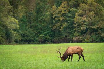 Naklejka na ściany i meble Elk in Great Smoky Mountains National Park