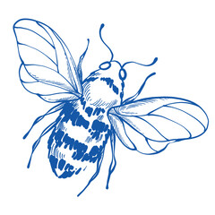 Bee insect illustration