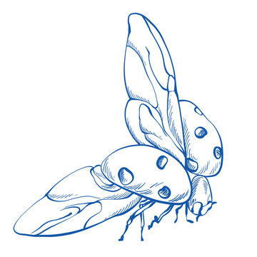 recommend clip art: Ladybug insect