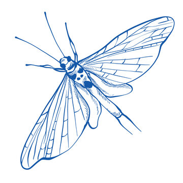 recommend clip art: Moth insect illustration