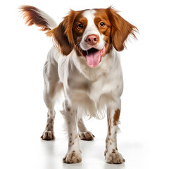 Brittany Spaniel Dog Isolated on White Background - Generative AI