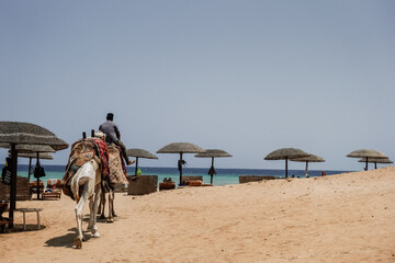 camels walking over the sandy beach at the red sea