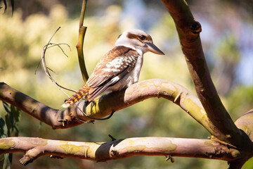 Kookaburra resting on a tree branch