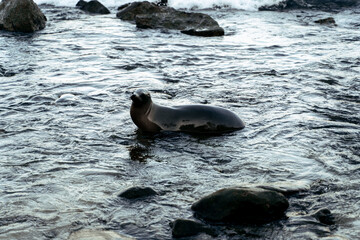 A sea lion in the ocean at La Jolla Cove beach in San Diego