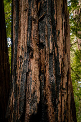 A partially burned tree trunk of a redwood in Muir Woods California
