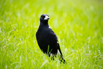 Magpie