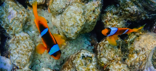 Fototapeta na wymiar two anemonefish over their anemones between corals in the red sea egypt panorama
