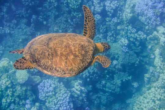 sea turtle swimming to the ground from a coral reef in egypt