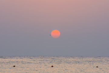 warm sun at the red sea with a seagull on the sky on vacation