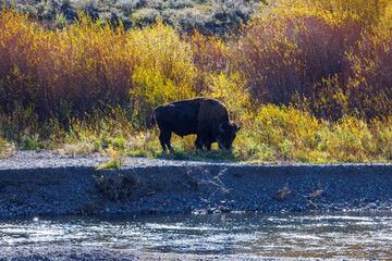 American bison, also known as buffalo in Yellowstone National Park during fall.