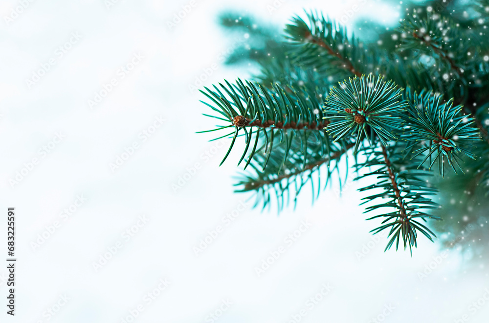 Wall mural Fir tree branch in the snow. Christmas background. Copy space.