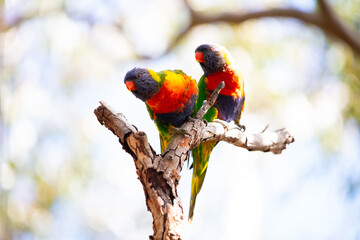 Rainbow lorikeet pair