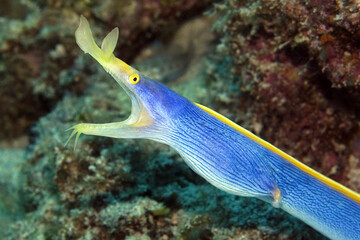Ribbon moray - Rhinomuraena quaesita