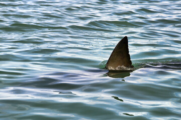 Great white shark - Carcharodon carcharias