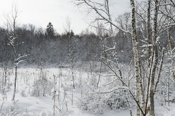 Winter landscape, trees under the snow