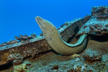 Leopard moray eel - Gymnothorax favagineus - obrazy, fototapety, plakaty