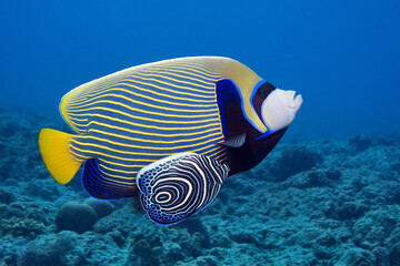 Adult & juvenile emperor angelfish - Pomacanthus imperator  