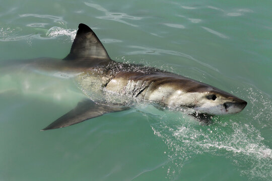 Great white shark - Carcharodon carcharias