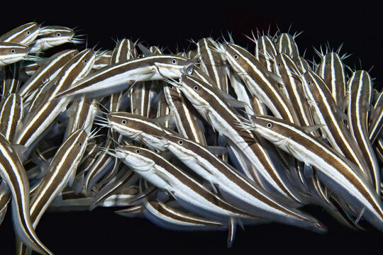 Striped catfish - Plotosus lineatus