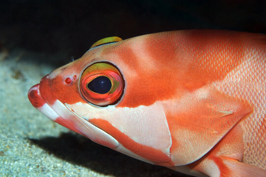 Blacktip grouper - Epinephelus fasciatus