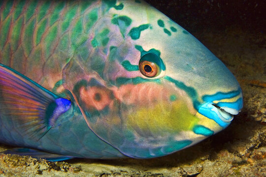 Eclipse parrotfish (night shot) - Scarus russelii