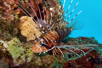 Spotfin lionfish - Pterois antennata