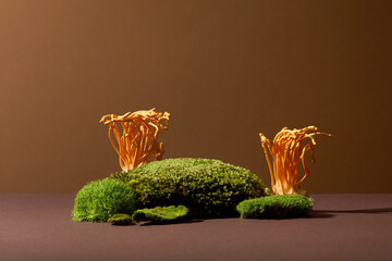 Cordyceps and green moss are displayed on a brown background. Cordyceps is a precious oriental medicine that is essentially a parasitic form of the fungus Ophiocordyceps sinensis. - obrazy, fototapety, plakaty