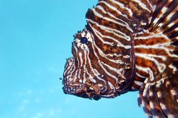 Common lionfish / Devil firefish - Pterois miles