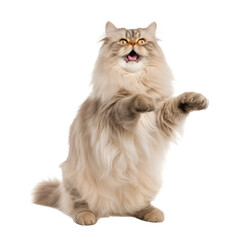 british longhair cat looking isolated on white