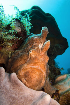 Commerson's frogfish - Antennarius commerson