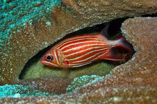 Crown squirrelfish - Sargocentron diadema