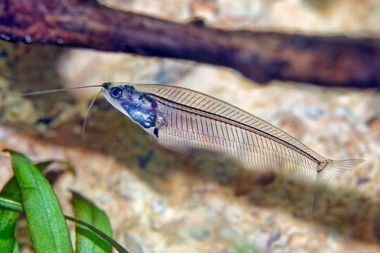 Ghost catfish - Kryptopterus minor