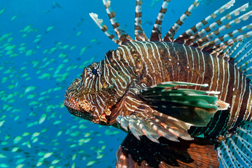 Common lionfish / Devil firefish - Pterois miles