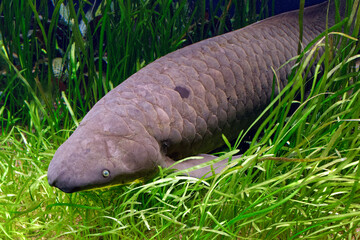Australian lungfish&nbsp;- Neoceratodus forsteri