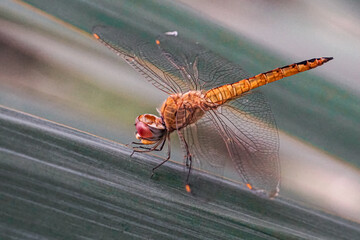 dragonfly close-up summer