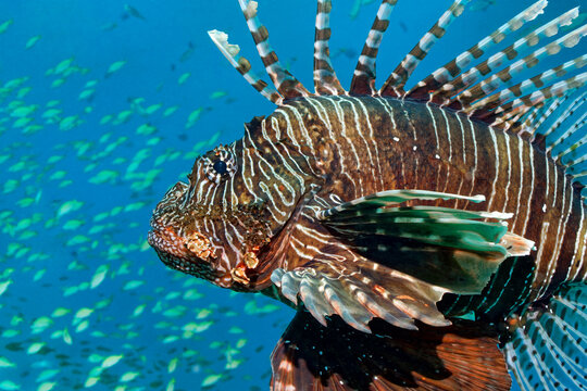 Common lionfish / Devil firefish - Pterois miles