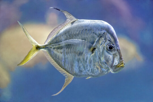 Lookdown - Selene vomer 