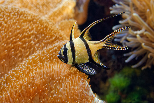 Banggai cardinalfish - Pterapogon kauderni