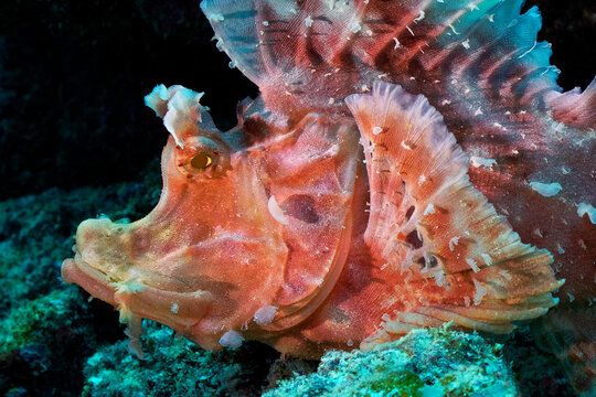 Eschmeyer's scorpionfish - Rhinopias eschmeyeri