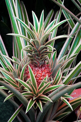 decorative pineapple close-up summer