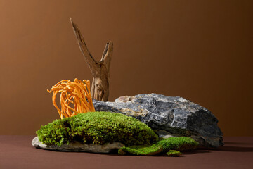 Scene depicting cordyceps mushrooms and green moss growing on rocks on a brown background. Cordyceps is a parasitic fungus that grows on caterpillar larvae.