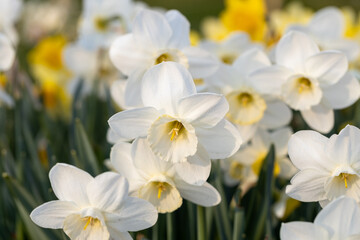 Fototapeta na wymiar Close-up of white narcissus flowers (Narcissus poeticus) in spring garden